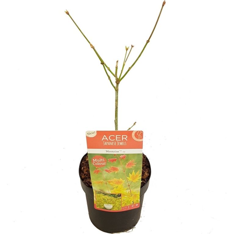 Acer shirasawanum moonrise winter-min