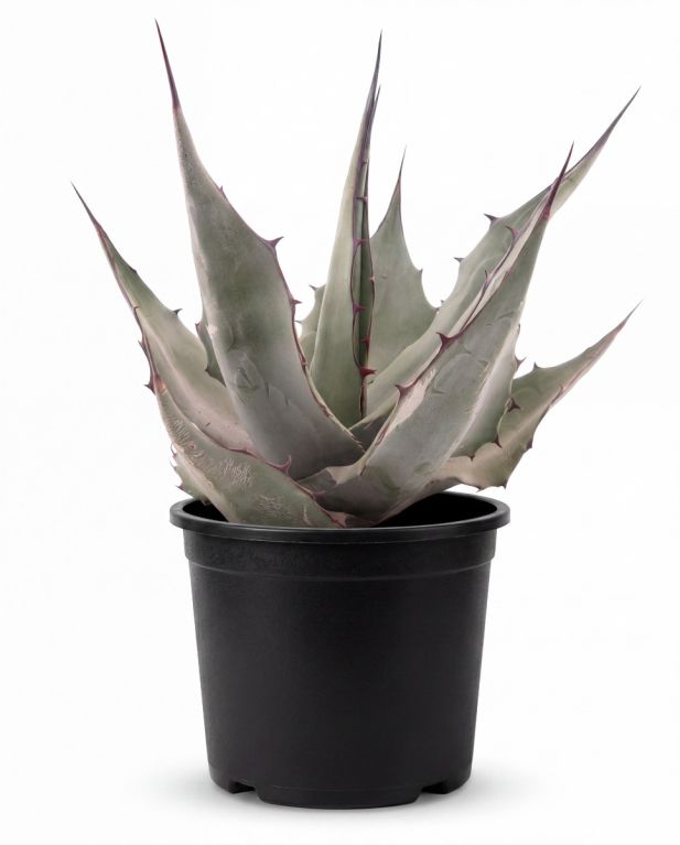 Agave havardiana p22 - 1