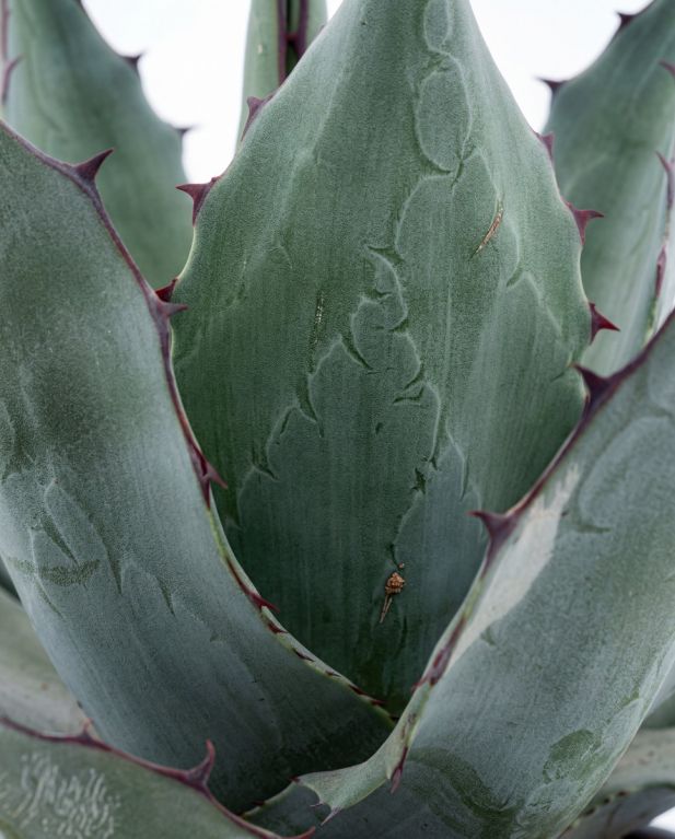 Agave havardiana p22 - 2
