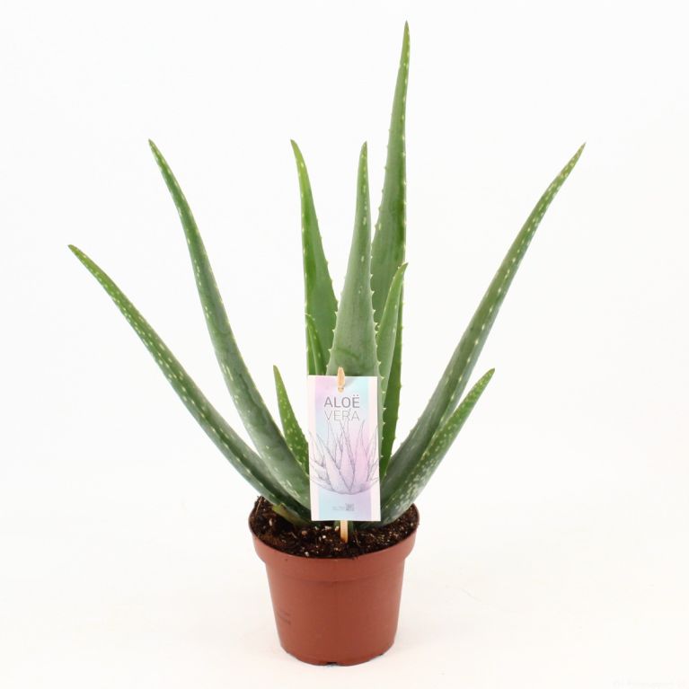 Aloe vera p14 1