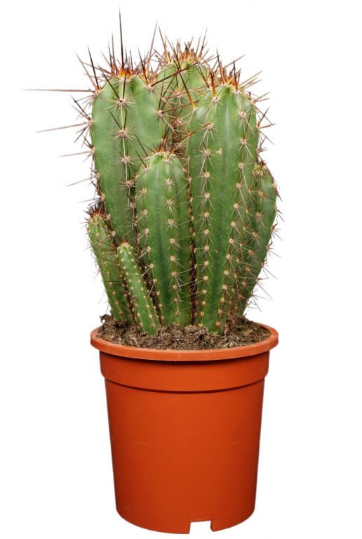 Cactus-neocardenasia-herzogiana 1