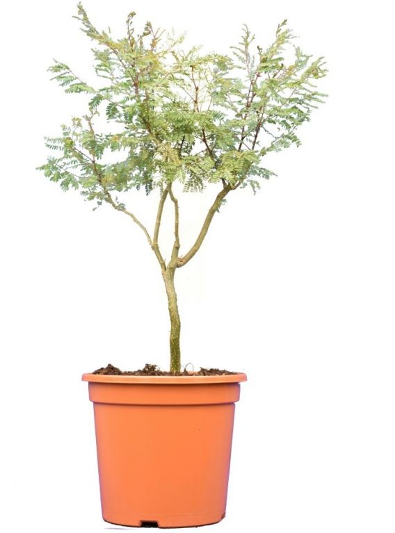 Caesalpinia gilliesii 70-90 25 groot  k-min