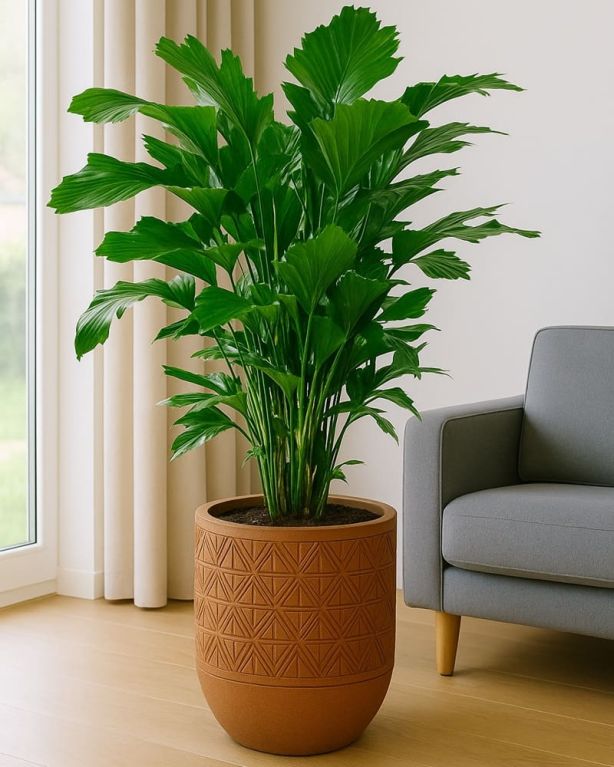 Caryota mitis indoor k-min 1