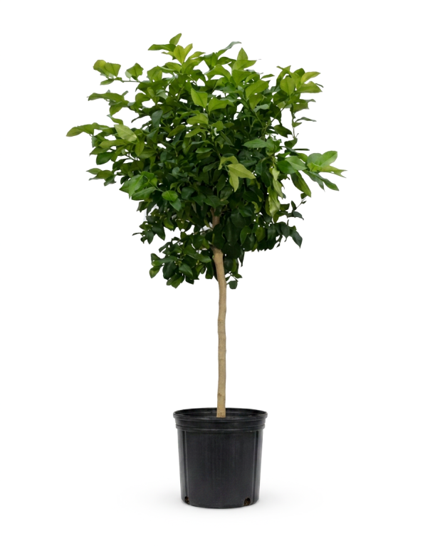 Citrus reticulata p45 - 01