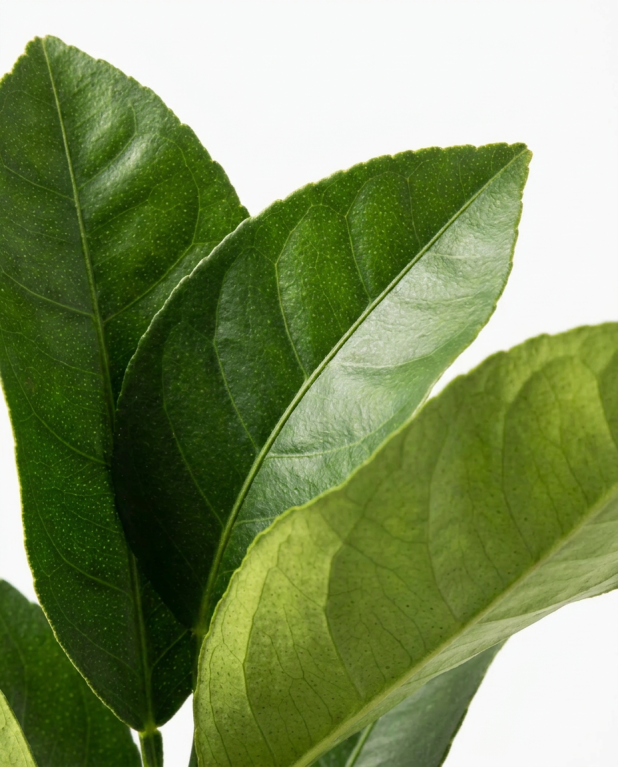 Citrus reticulata p45 - 02