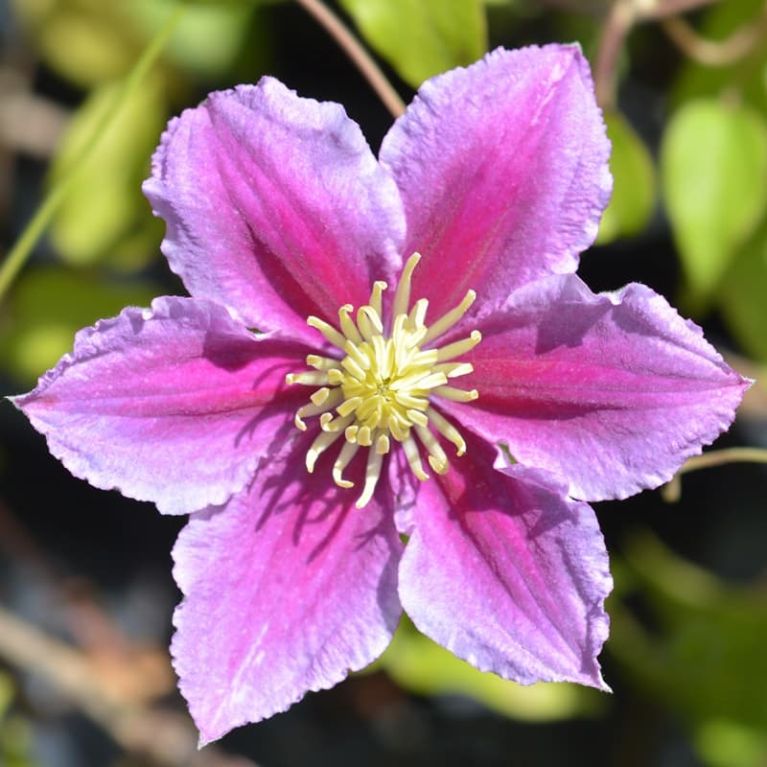 Clematis piilu kk-min