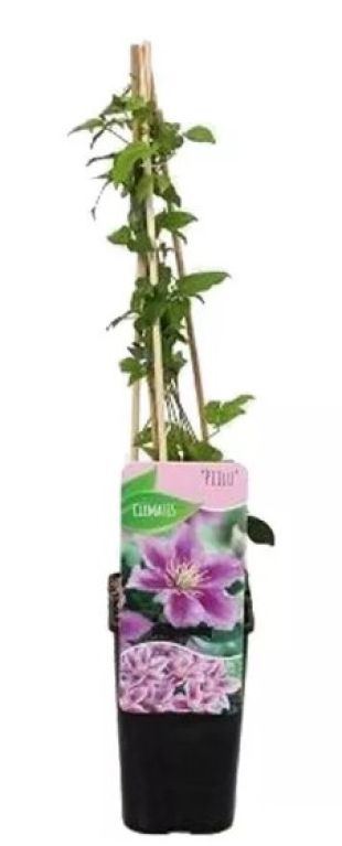 Clematis piilu p15