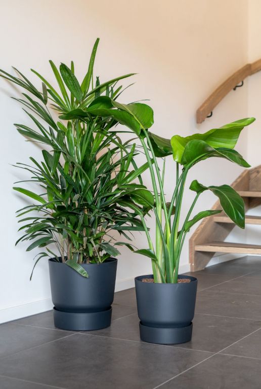 Greenville Pot