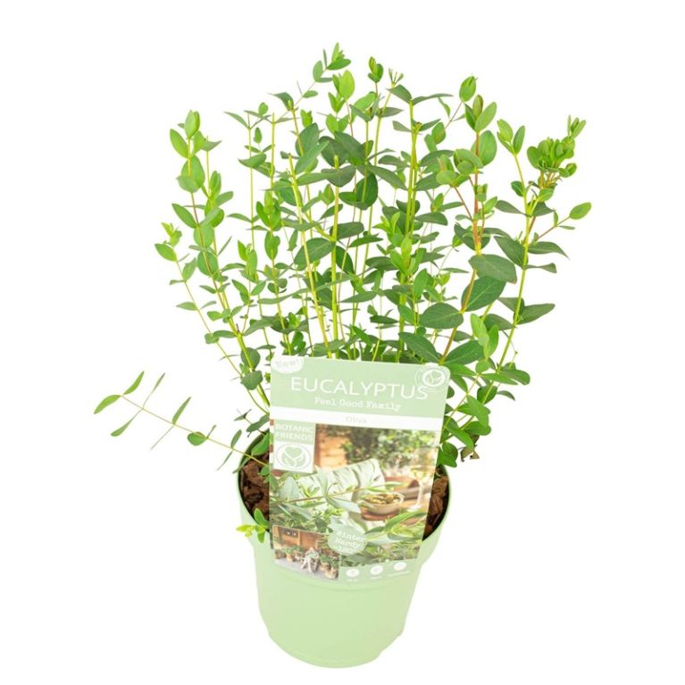 Eucalyptus parvifolia oliva