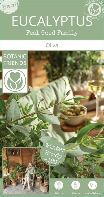 Eucalyptus parvifolia oliva label