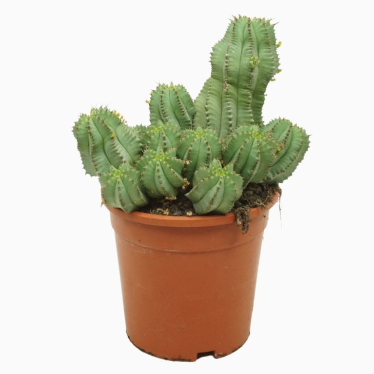 Euphorbia fruticosa p17