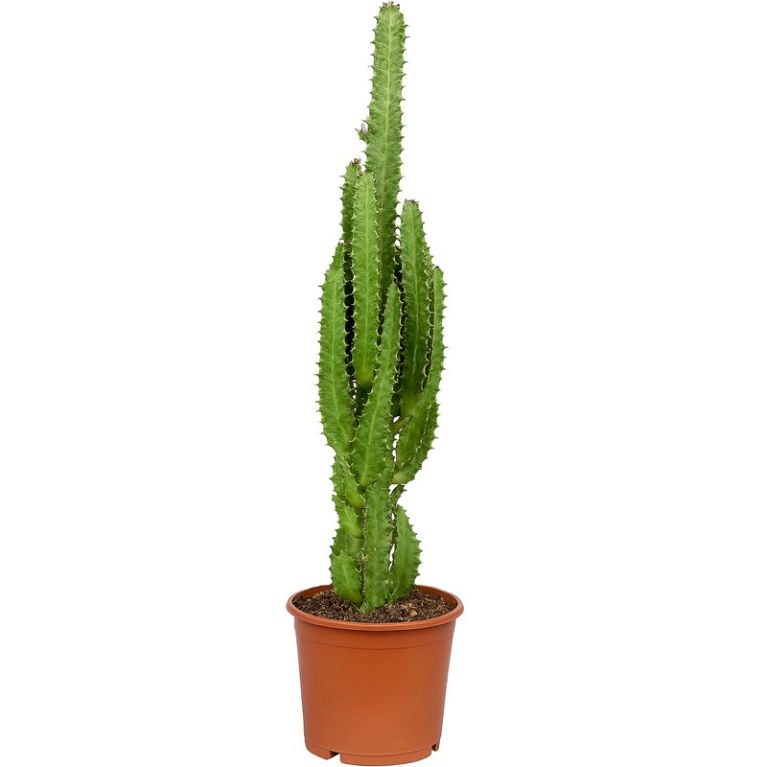 Euphorbia trigona jpeg