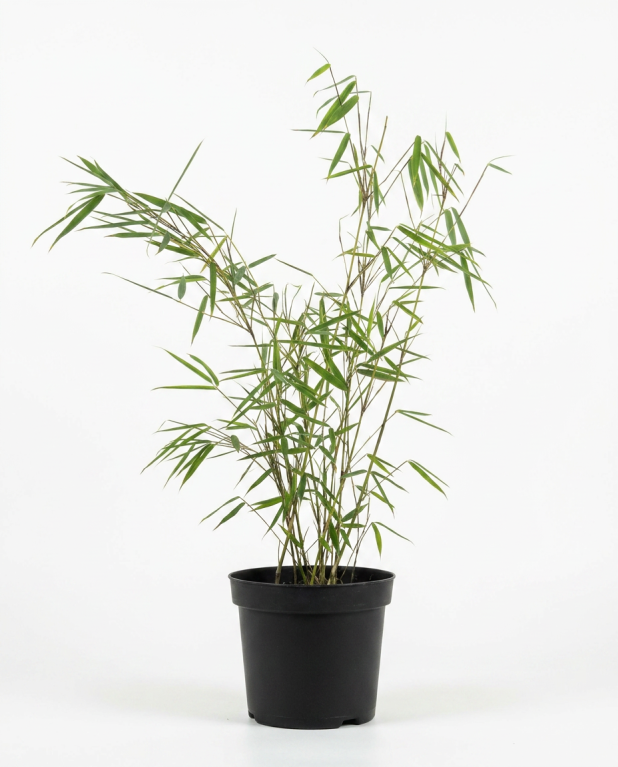 Fargesia robusta campbell p22 01