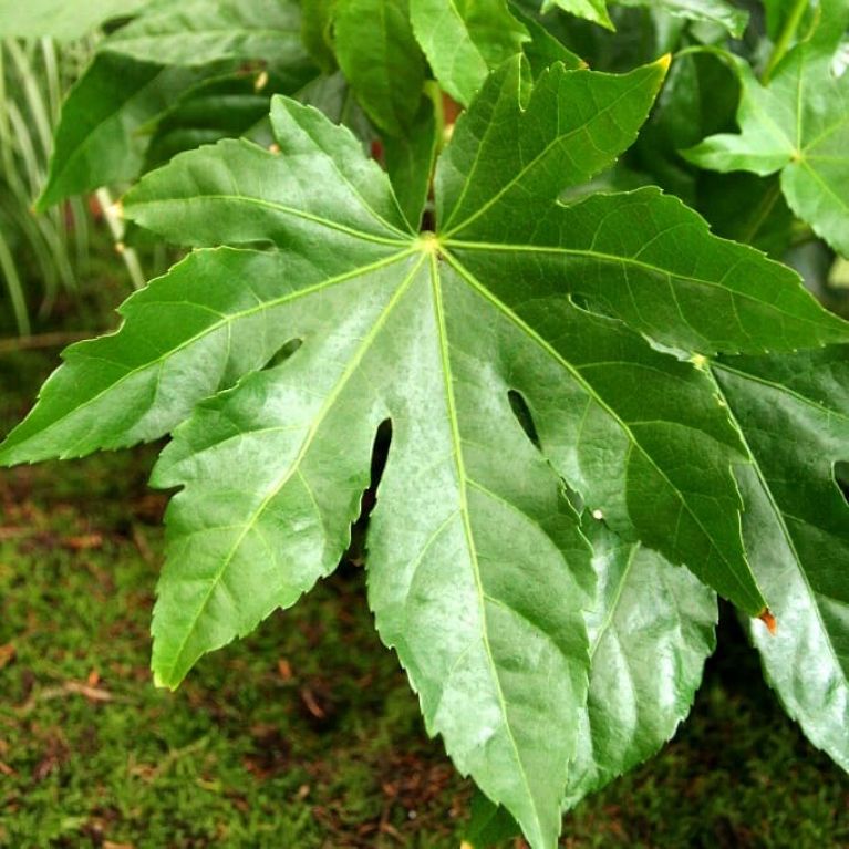 Fatsia japonica produkt k-min