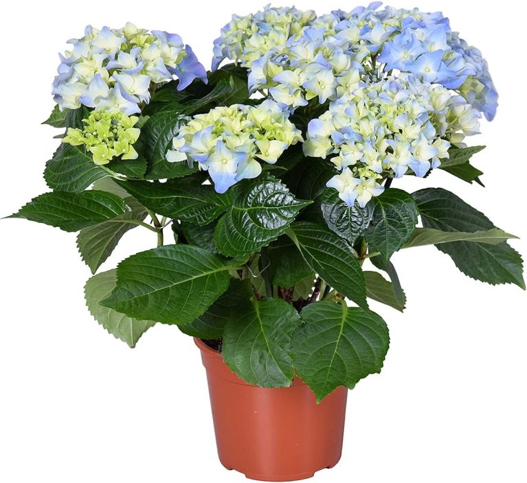 Hydrangea early blue