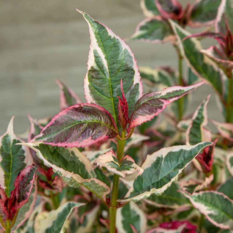 Hydrangea serrata euphoria pink 3