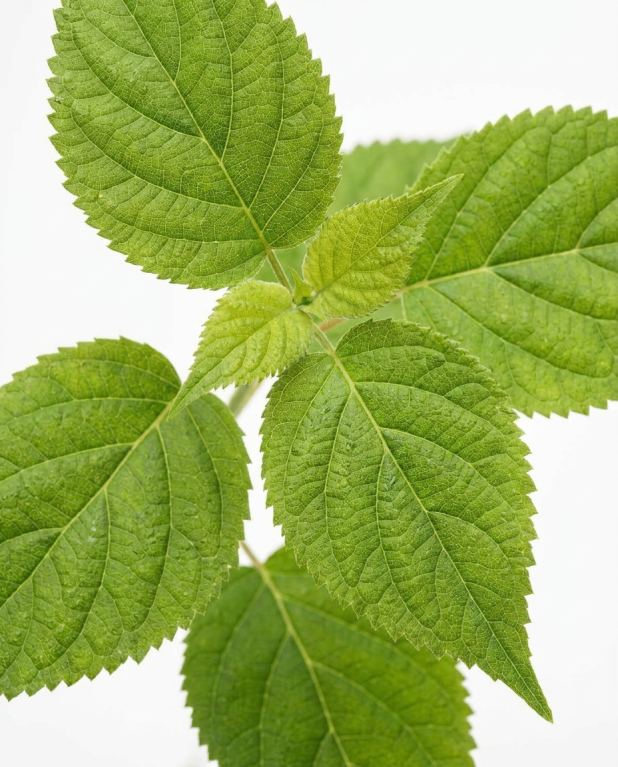 Hydrangea arborescens Strong Annabelle
