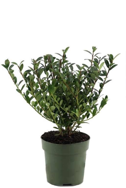 Ilex crenata Jenny - set van 5