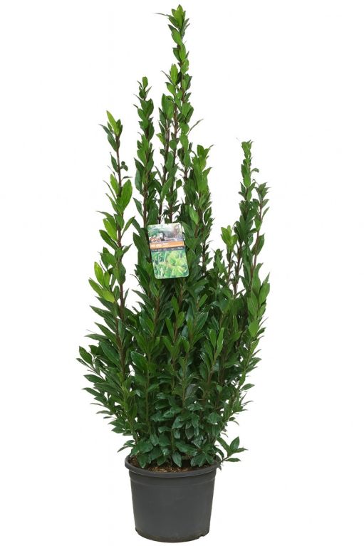 Laurus nobilis p27 white background jpeg 1