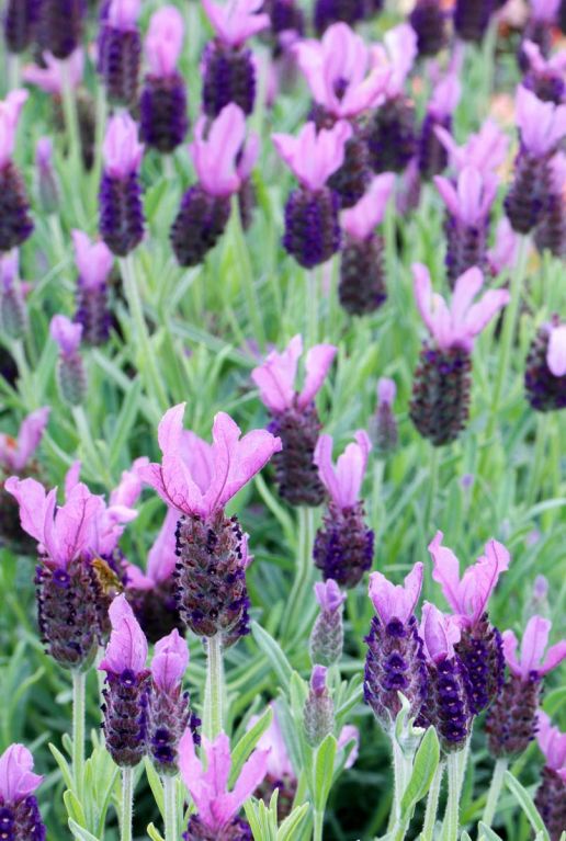 Lavendel stoechas anouk gartenpflanze 19