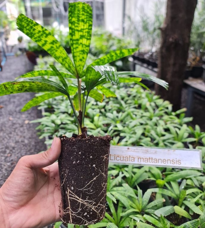 Licuala mattanensis mapu rooting in eport soil 800