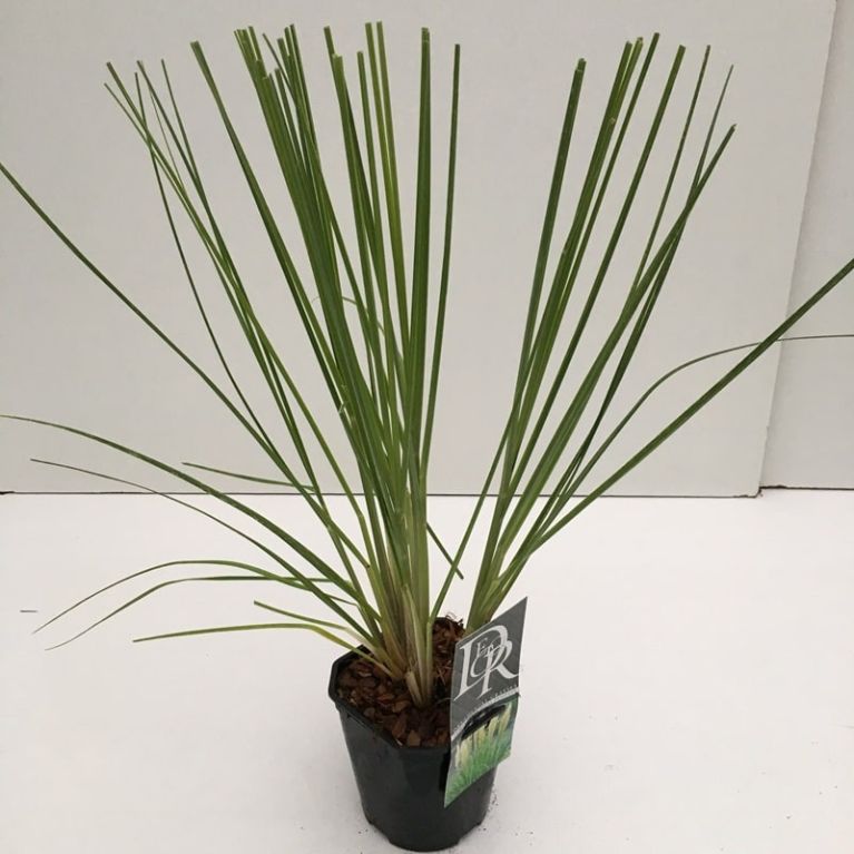 Mini pampas-min