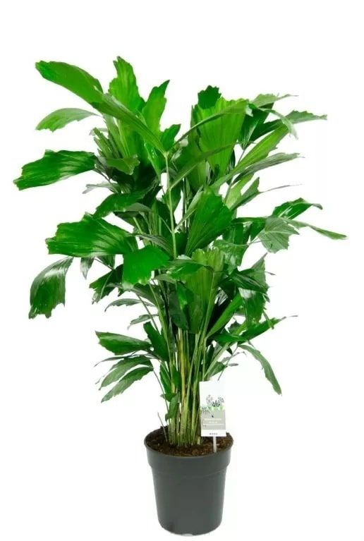 Mps-10050 caryota mitis-min 1