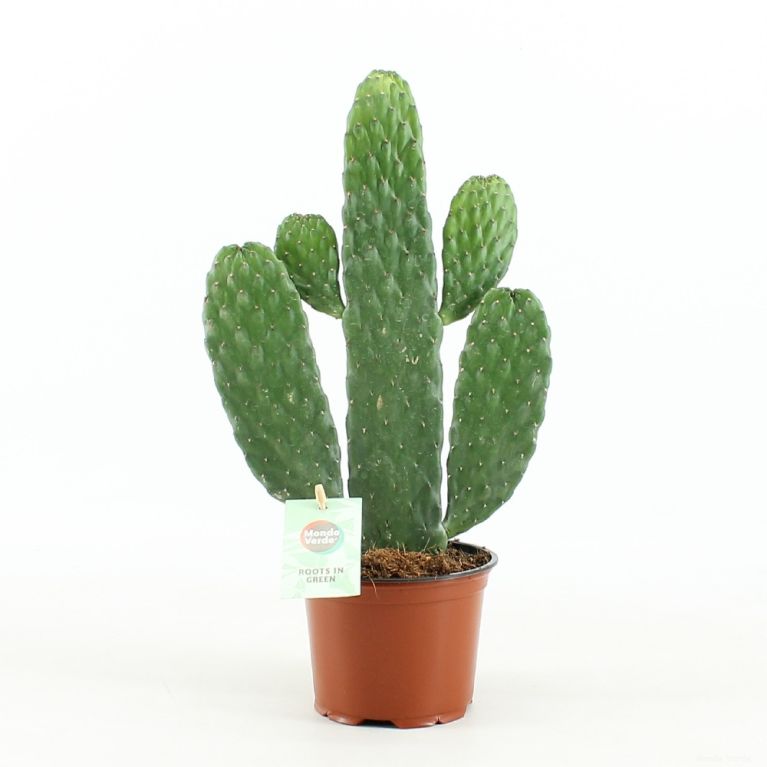 Opuntia rubescens