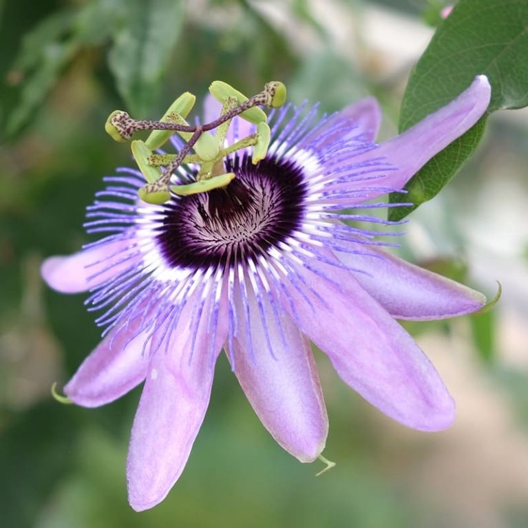 Passiflora caerulea purple haze k-min