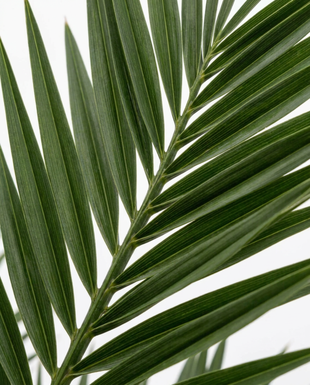 Phoenix canariensis p30 - 02 1