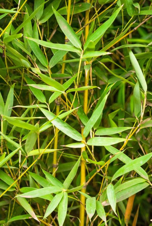 Phyllostachys aurea tuinplant