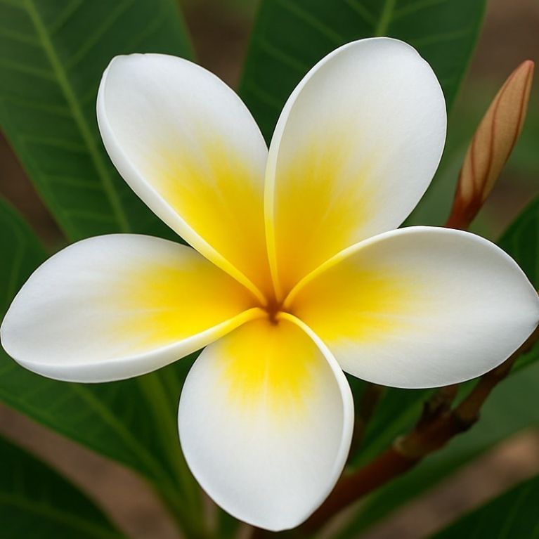Plumeria alba-min