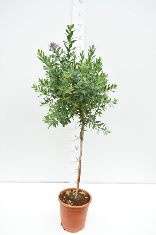 Polygala myrtafolia trunk 50-60 110-120 22cm groot  1
