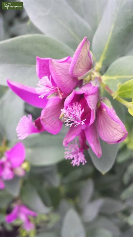Polygala myrtifolia wp 1 1