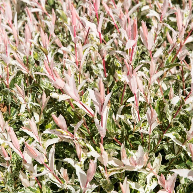 Salix flamingo leaves