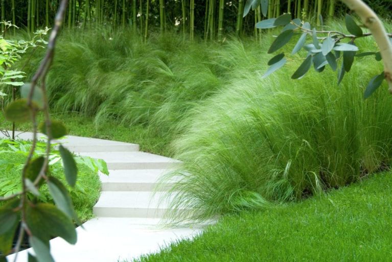 Stipa tenuissima ponytails1-min