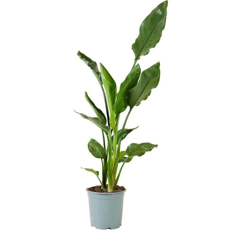 Strelitzia reginae p19