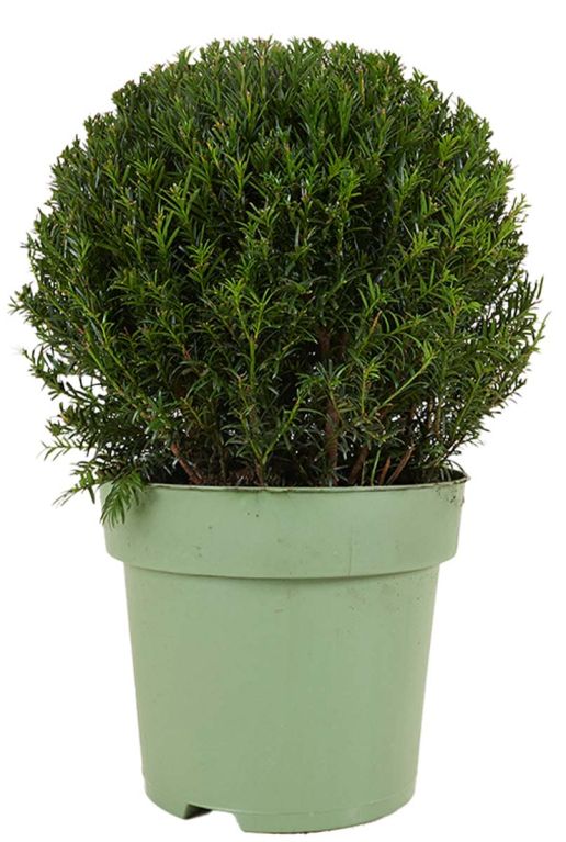 Taxus
