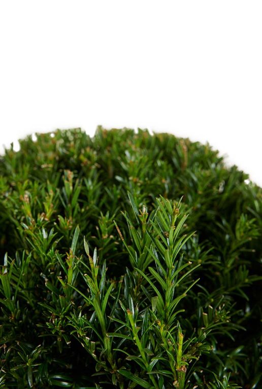 Taxus