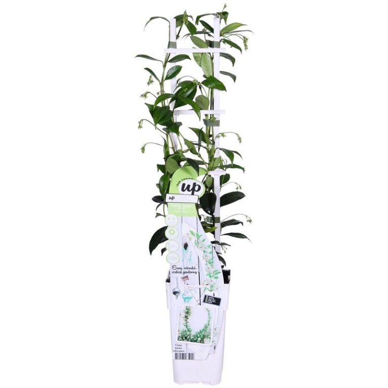 Trachelospermum jasminoides star of venice 1-min