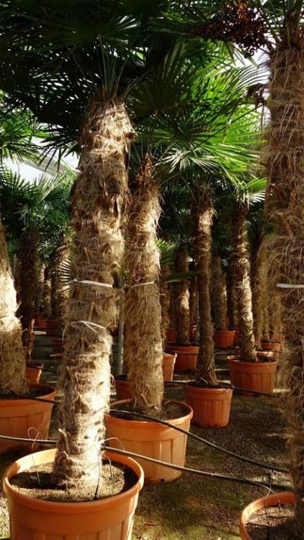 Trachycarpus fortunei big trunks large k k-min 1