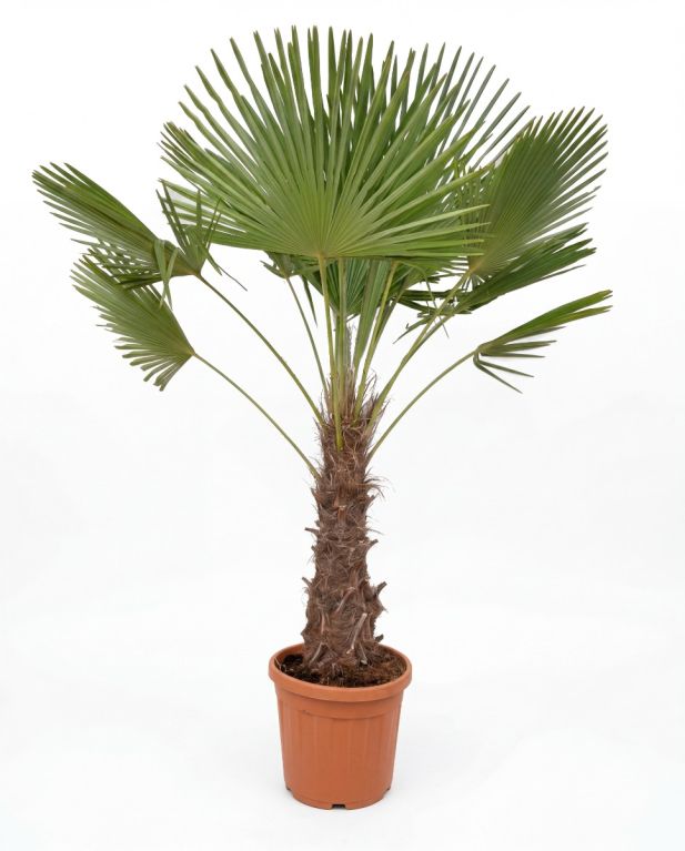 Trachycarpus fortunei stam 60-80 p40 - 1