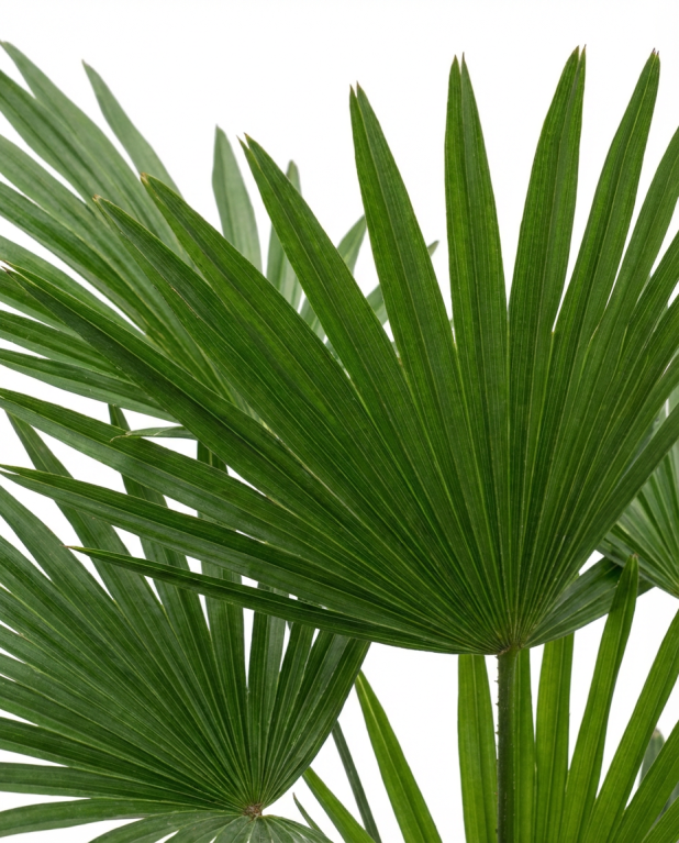 Trachycarpus wagnerianus frosty p19-02