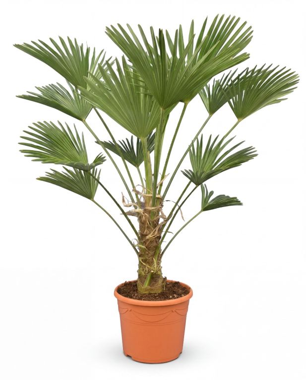 Trachycarpus wagnerianus p30 - 01 1