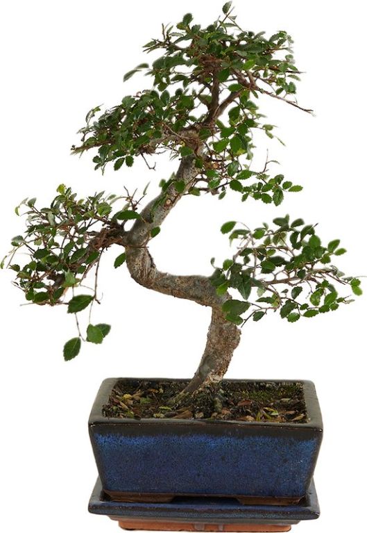 Ulmus parvifolia zelkova bonsai s