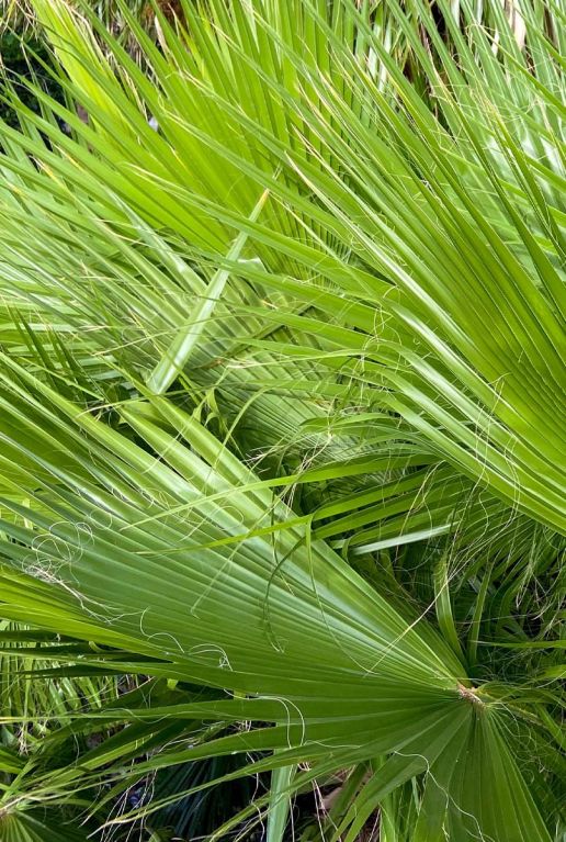 Washingtonia robusta gartenpflanze p17