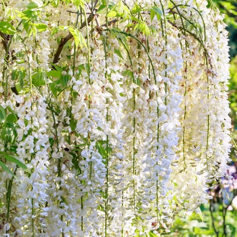 Wisteria floribunda longissima alba 3 k 1-min