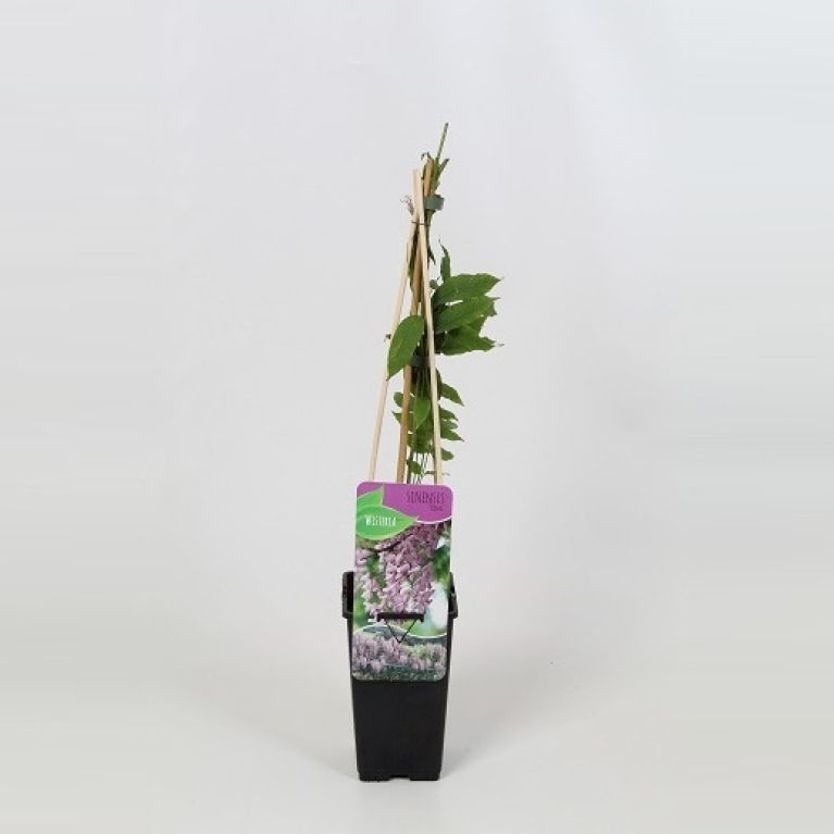 Wisteria floribunda rosea