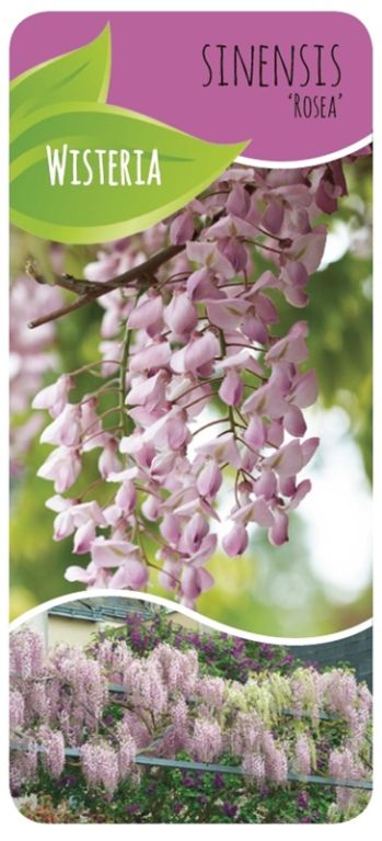 Wisteria floribunda rosea label k