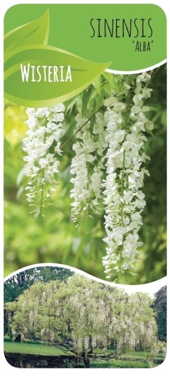 Wisteria sinensis alba label 1